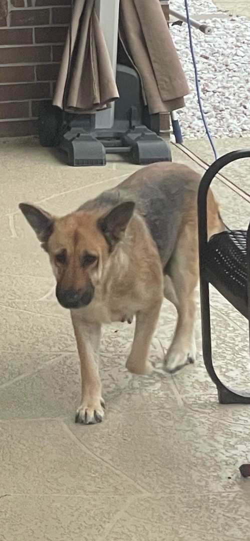 Reina , an adoptable German Shepherd Dog in Greeneville , TN_image-2
