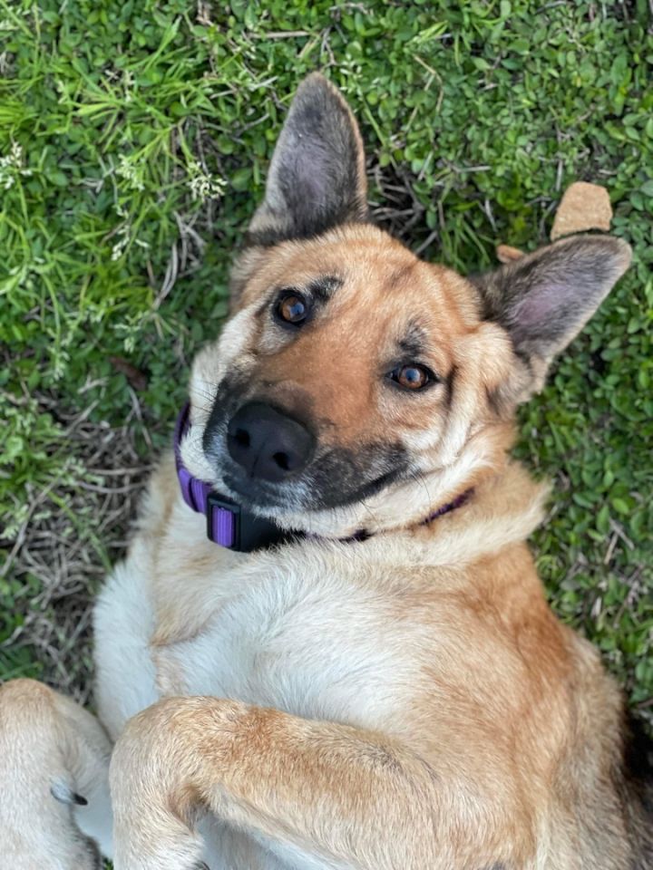 Reina , an adoptable German Shepherd Dog in Greeneville , TN_image-1