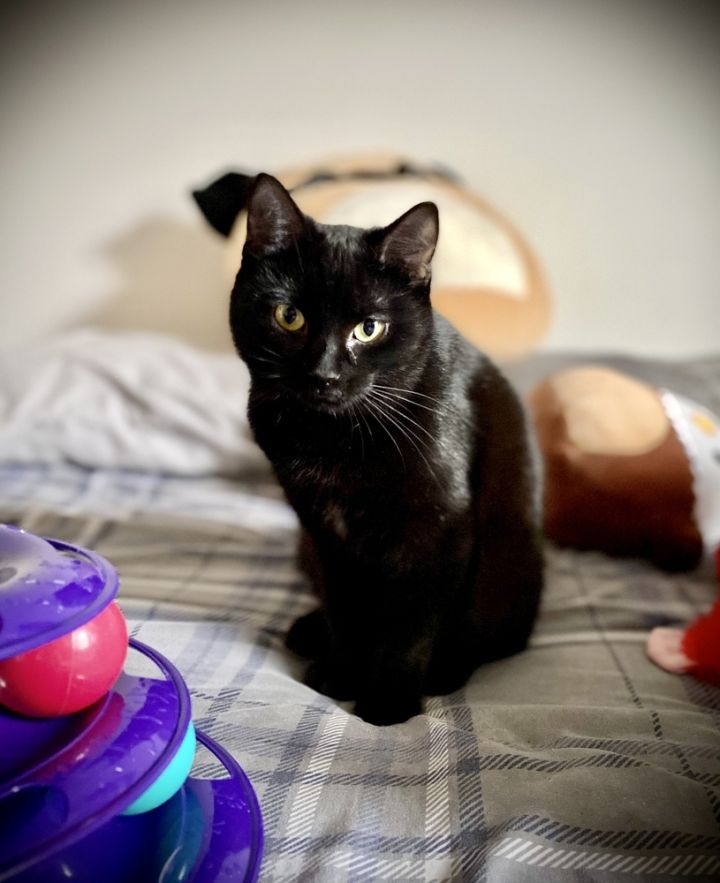 Holly, an adoptable Domestic Short Hair Mix in Grand Rapids, MI_image-6