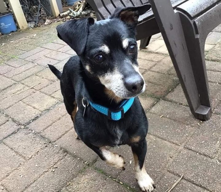 Rufus, an adoptable Dachshund & Chihuahua Mix in Milton, GA_image-2
