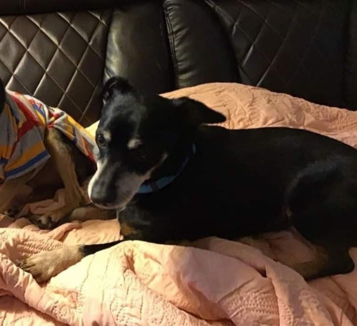 Rufus, an adoptable Dachshund & Chihuahua Mix in Milton, GA_image-4