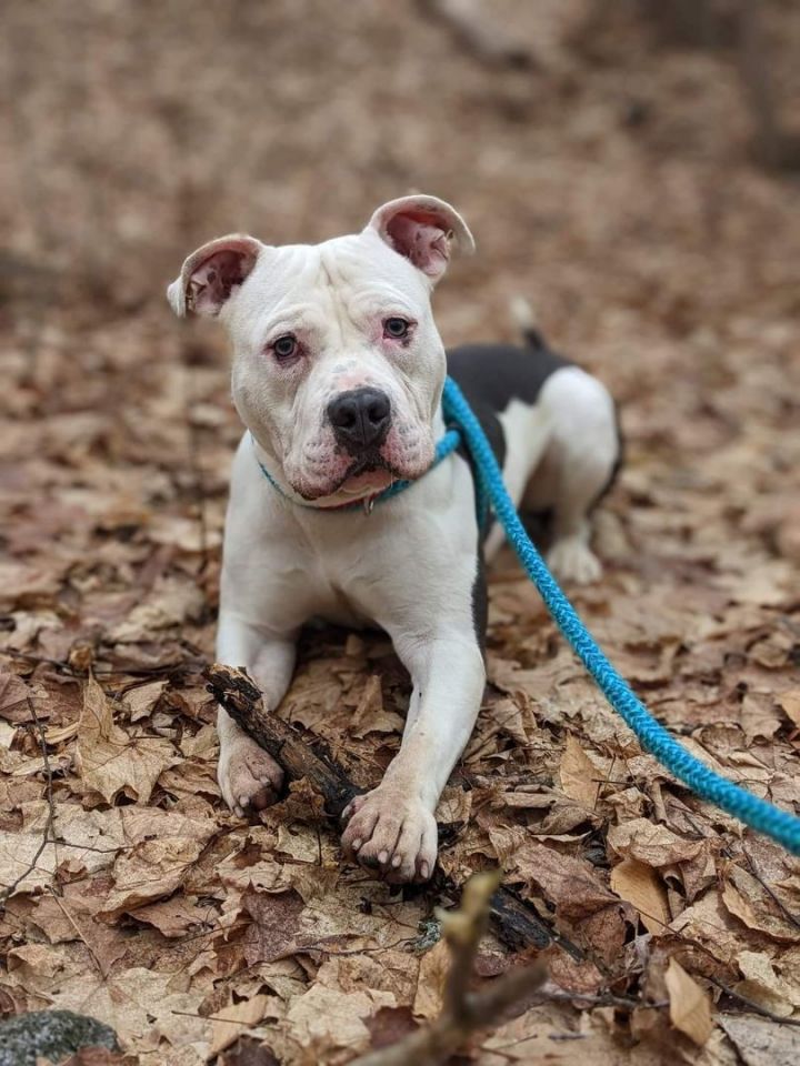 Ziggy , an adoptable American Bulldog Mix in Clay, NY_image-1