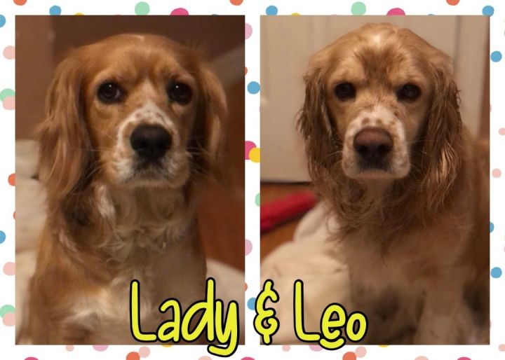 Lady & Leo 2