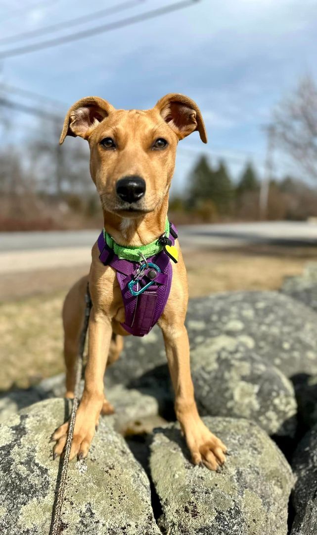 Piper *HERE IN NH* 3