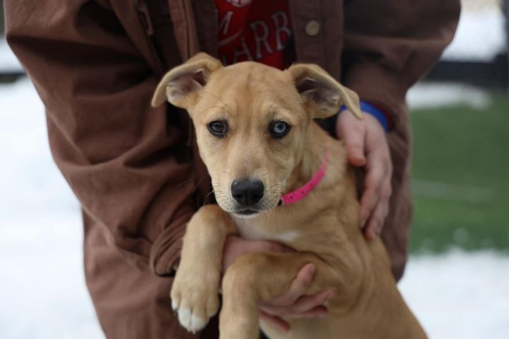 Princess *HERE IN NH*, an adoptable Mixed Breed in Northwood, NH_image-3
