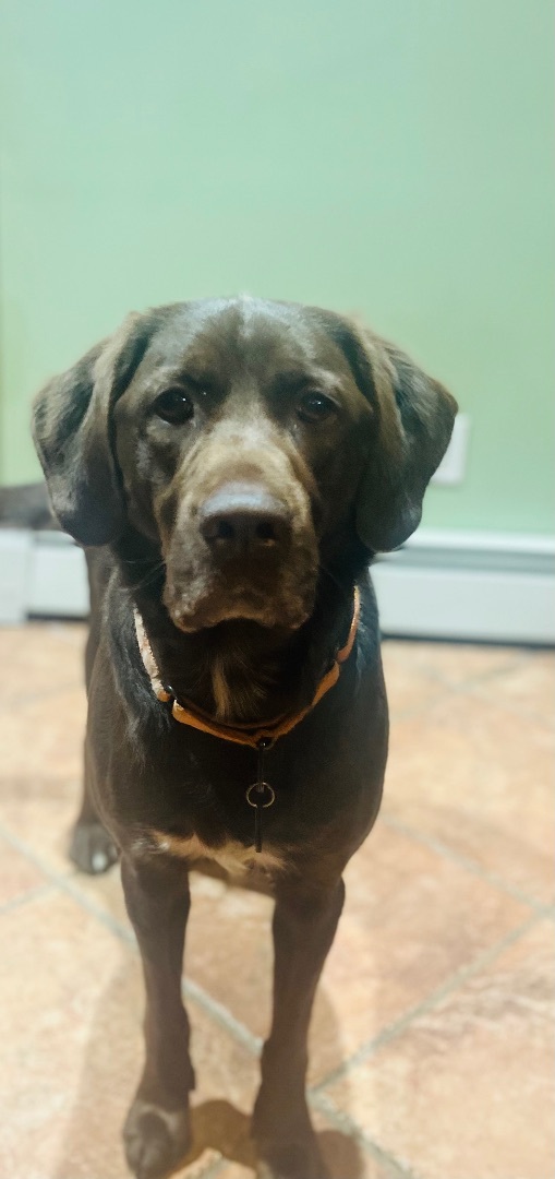 Milo , an adoptable Labrador Retriever Mix in Medford, NY_image-2
