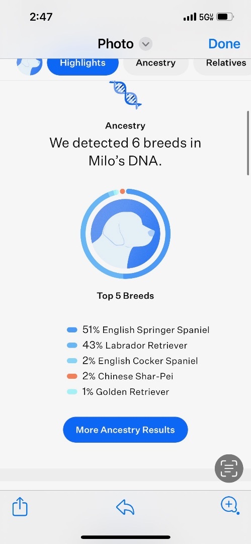Milo , an adoptable Labrador Retriever Mix in Medford, NY_image-4