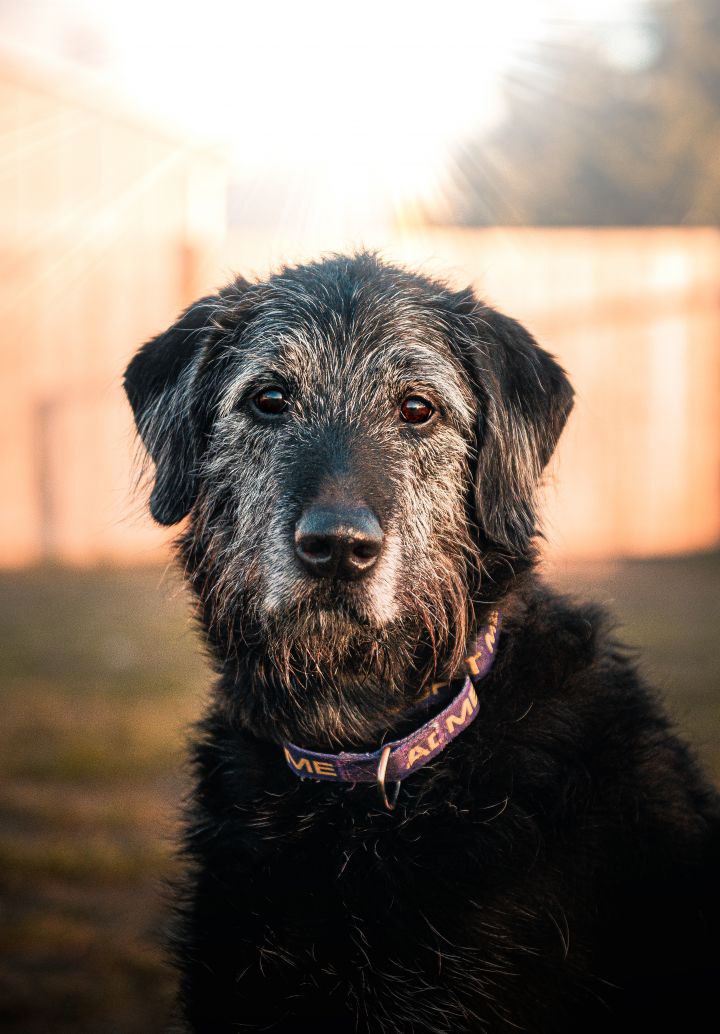 Airedale terrier 2024 for adoption