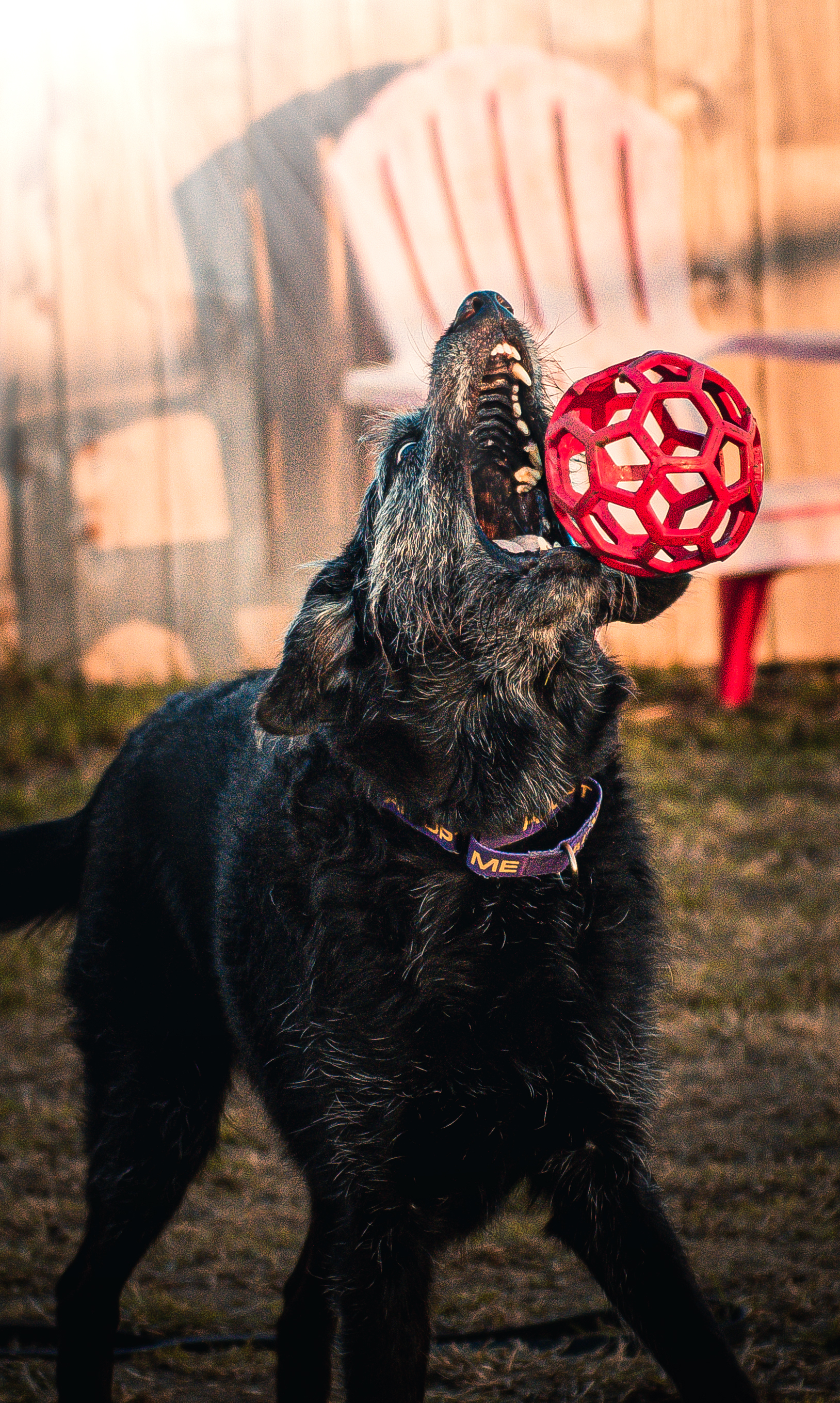 Kam, an adoptable Airedale Terrier in Port Angeles, WA, 98362 | Photo Image 2