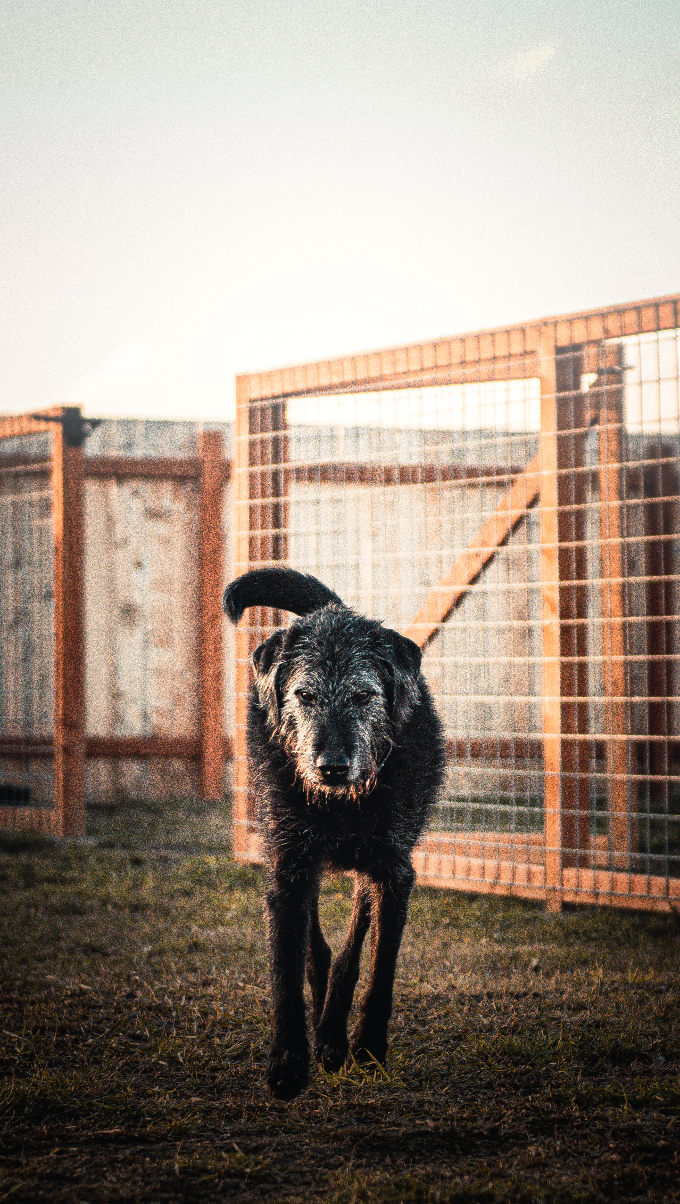 Kam, an adoptable Airedale Terrier in Port Angeles, WA, 98362 | Photo Image 3