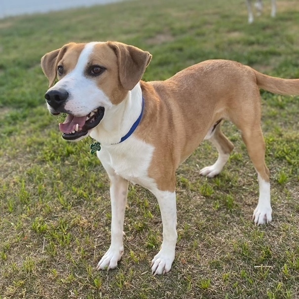 Ace, an adoptable Hound & Boxer Mix in Charlotte, NC_image-1