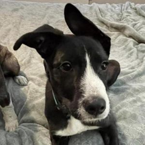 Dogs for Adoption Near Wichita, KS | Petfinder