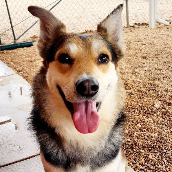 Whiskey, an adopted Shepherd & Border Collie Mix in Hurricane, UT_image-1