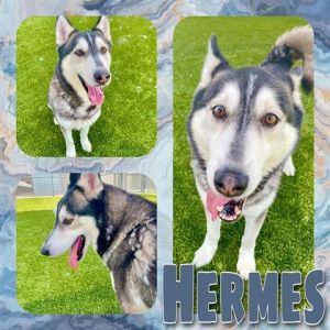 HERMES