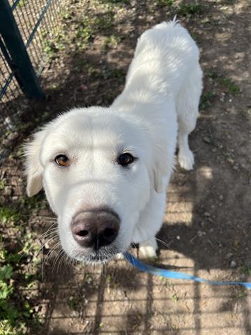 LINCOLN, an adoptable Great Pyrenees Mix in San Jose, CA_image-1