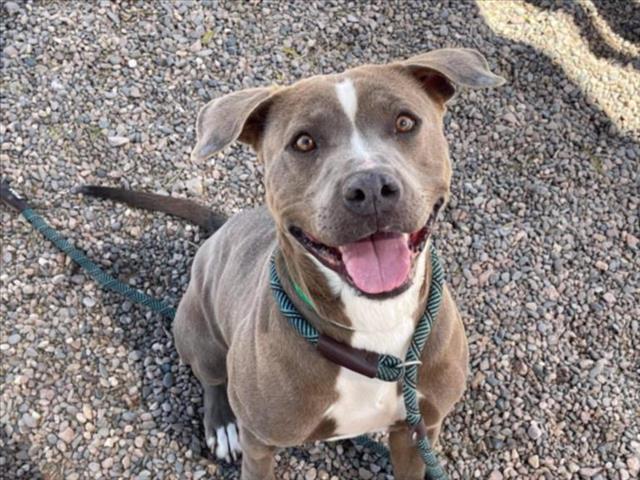 SPIRIT, an adoptable Pit Bull Terrier in Mesa, AZ_image-1