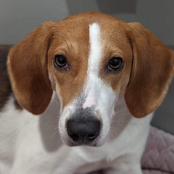 Kye, an adoptable Treeing Walker Coonhound & American Foxhound Mix in Oakland, NJ_image-1
