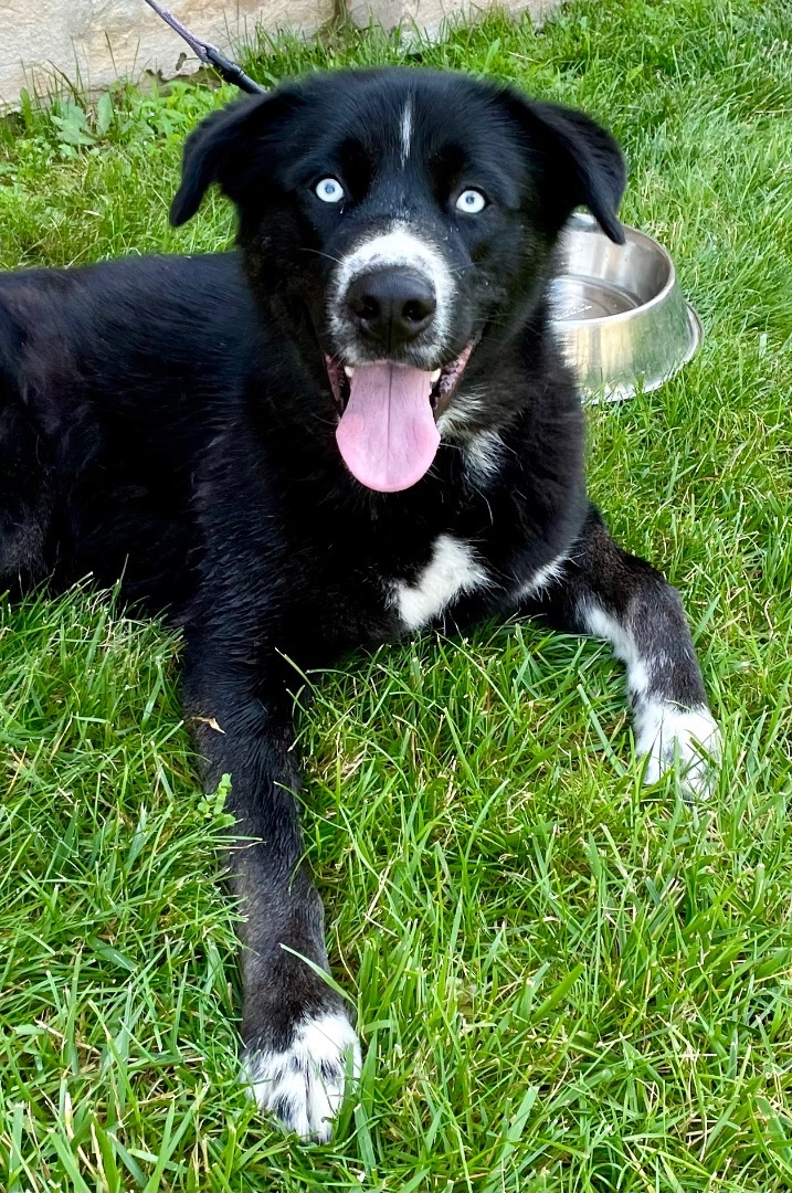 Husky collie lab store mix