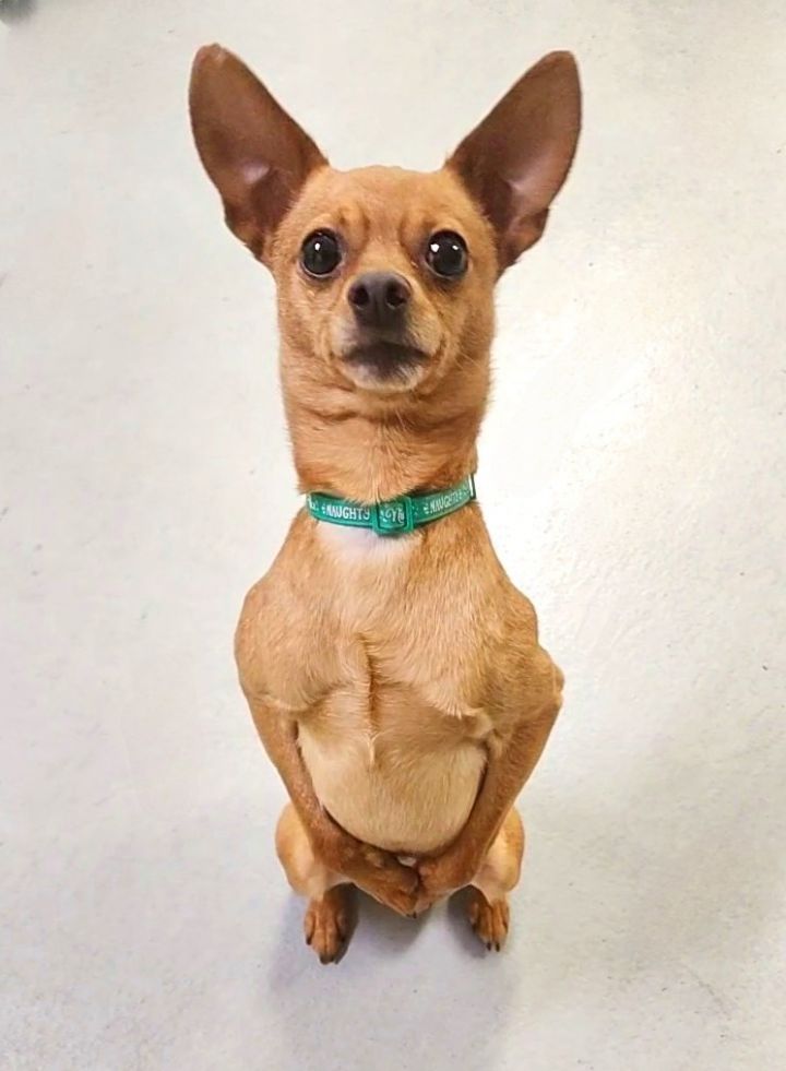 Buddy 3