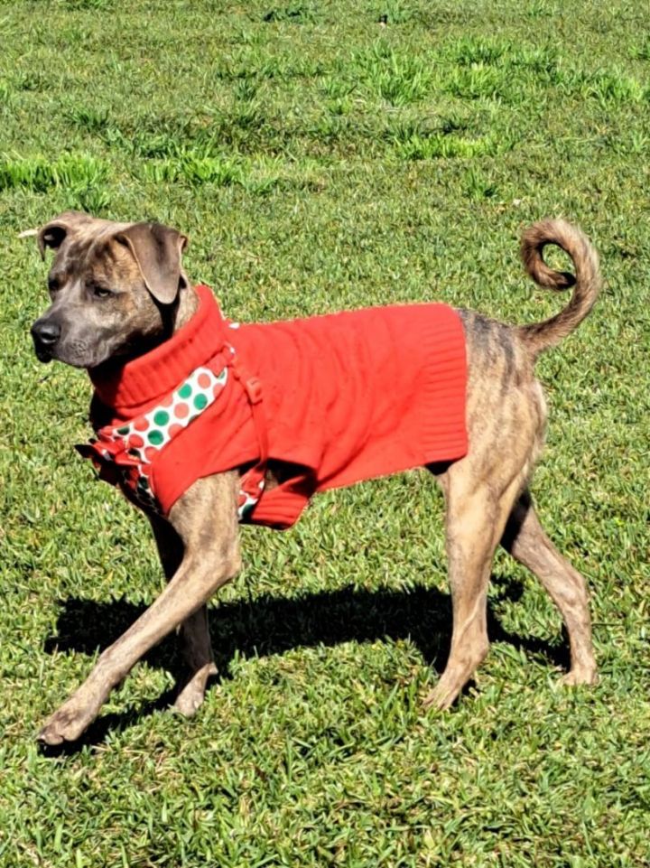 Rommy , an adoptable American Staffordshire Terrier Mix in San Diego, CA_image-4