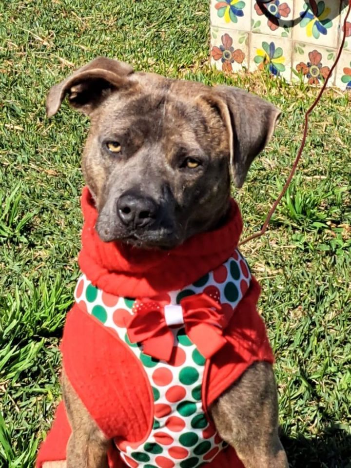 Rommy , an adoptable American Staffordshire Terrier Mix in San Diego, CA_image-1