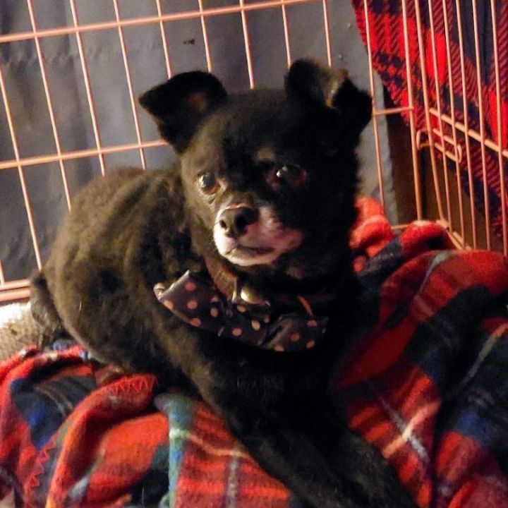 TROY, an adoptable Chihuahua & Pug Mix in Broadalbin, NY_image-2