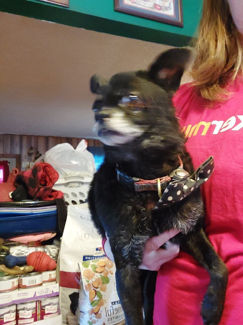 TROY, an adoptable Chihuahua, Pug in Broadalbin, NY, 12025 | Photo Image 3
