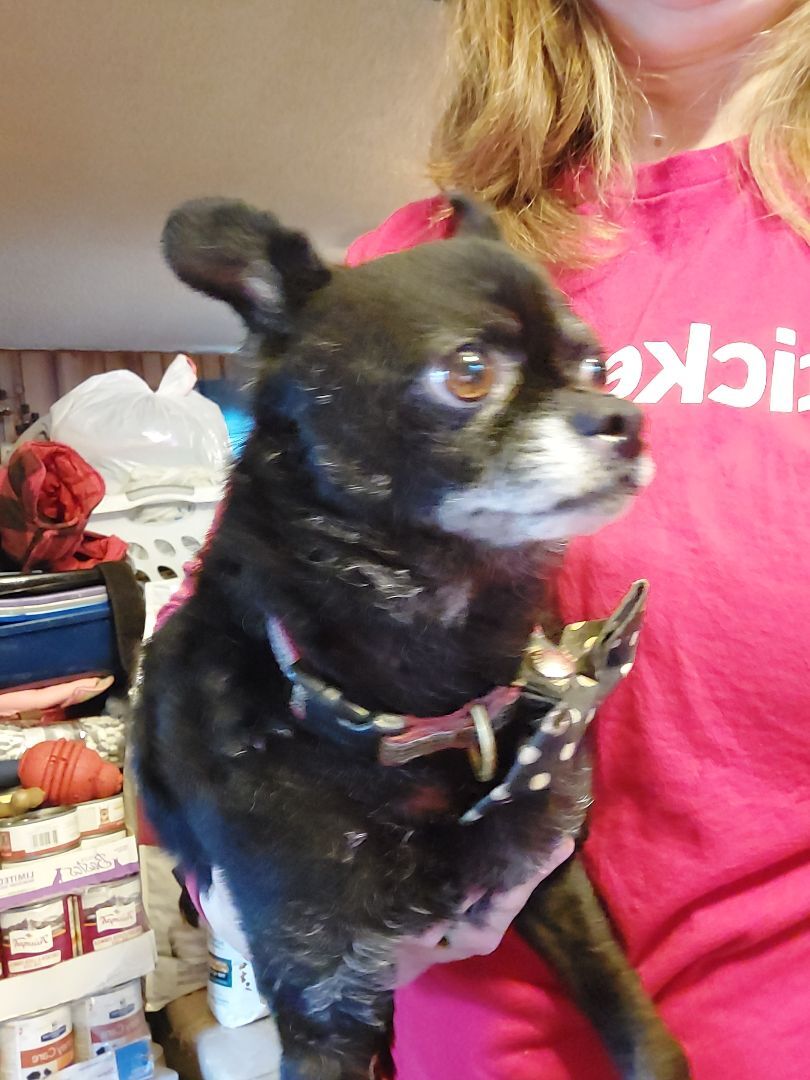 TROY, an adoptable Chihuahua, Pug in Broadalbin, NY, 12025 | Photo Image 4