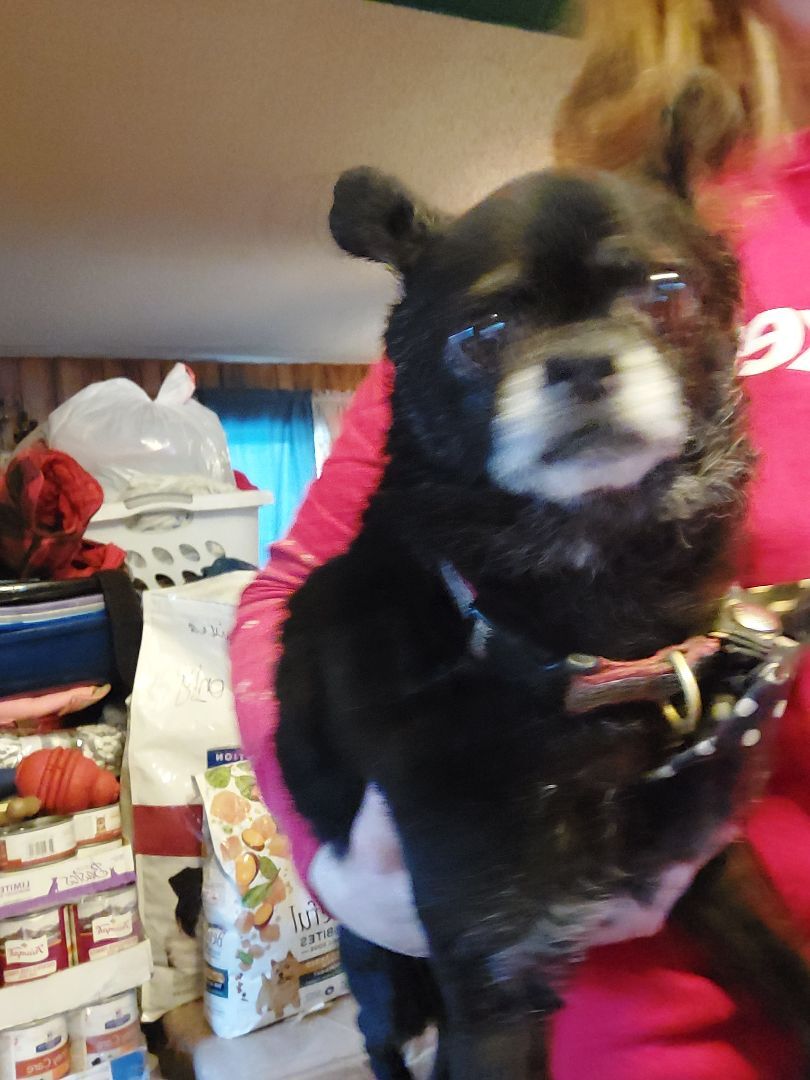 TROY, an adoptable Chihuahua, Pug in Broadalbin, NY, 12025 | Photo Image 5