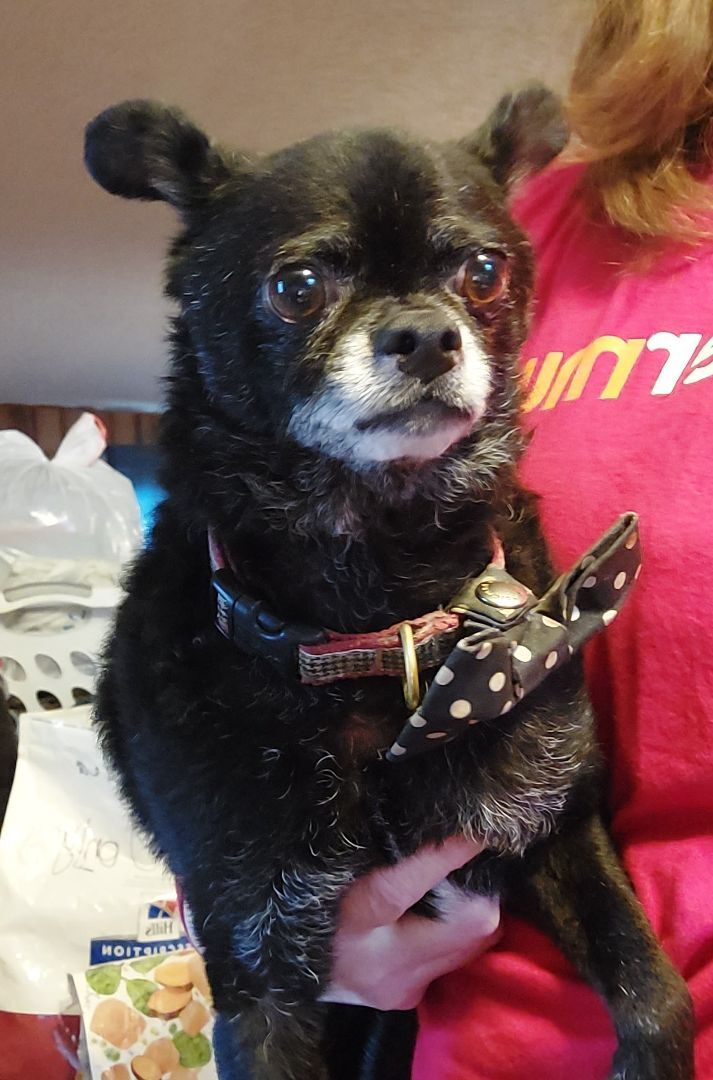 TROY, an adoptable Chihuahua, Pug in Broadalbin, NY, 12025 | Photo Image 1