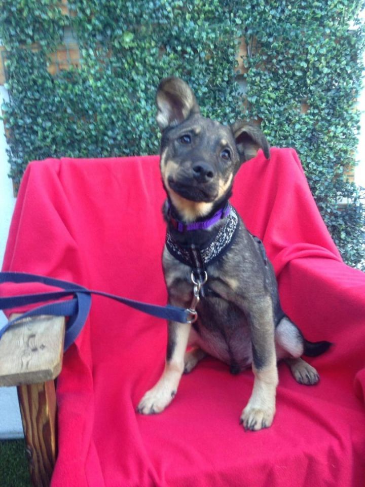 Silver, an adoptable Shepherd Mix in San Diego, CA_image-4