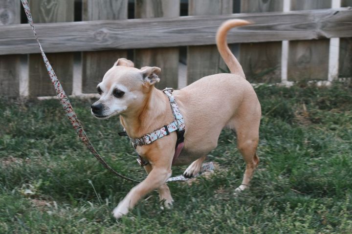 Cali, an adoptable Chihuahua in Bloomington, MN_image-3
