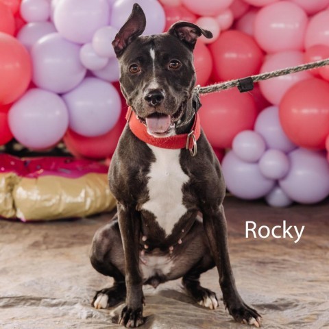 Dog for adoption - Rocky, a Pit Bull Terrier in Lindenwold, NJ | Petfinder