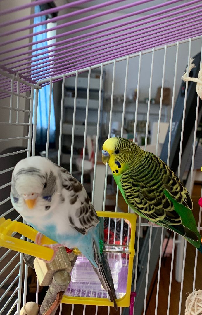 Pilu, Cookie & Sonya, an adoptable Budgie / Budgerigar in North Babylon, NY_image-1