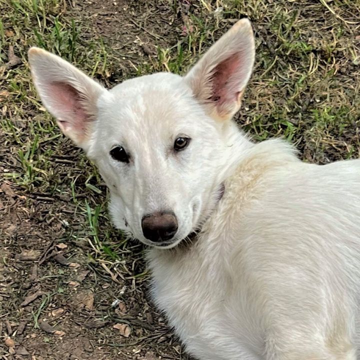 Dog for adoption - Cheyenne, a White German Shepherd Mix in Godley, TX ...