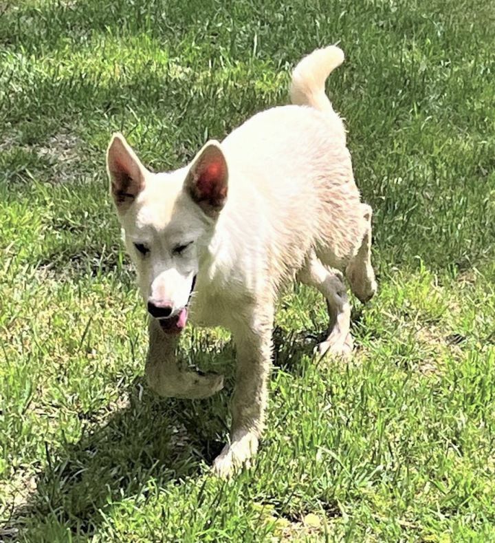 Dog for adoption - Cheyenne, a White German Shepherd Mix in Godley, TX ...