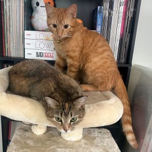 Jeremy & Juliana (Bonded Pair) 