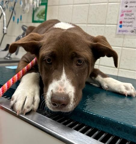 Dog for adoption - A5535940, a Labrador Retriever & Border Collie Mix in  Agoura, CA | Petfinder