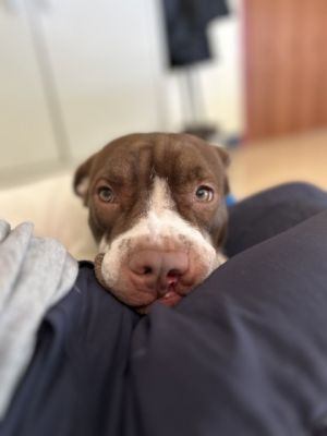 Dog for adoption - Sugar, a Pit Bull Terrier & Shar-Pei Mix in Westland, MI  | Petfinder