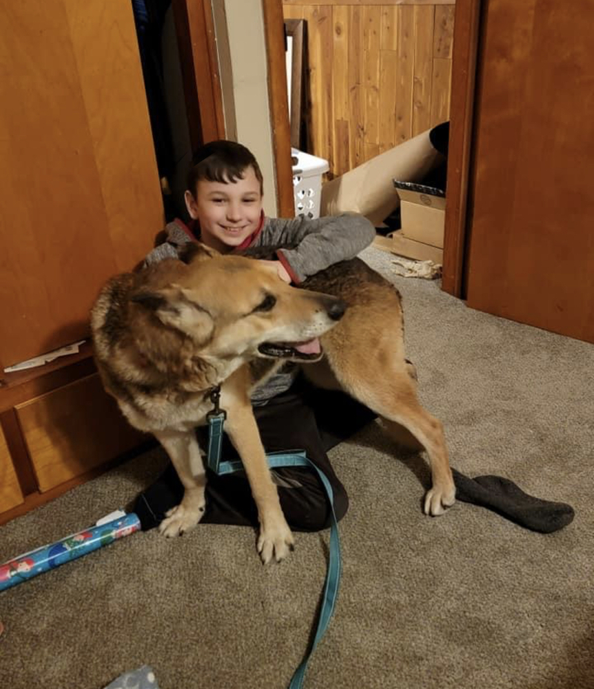 Lola, an adoptable German Shepherd Dog in Suamico, WI, 54173 | Photo Image 1