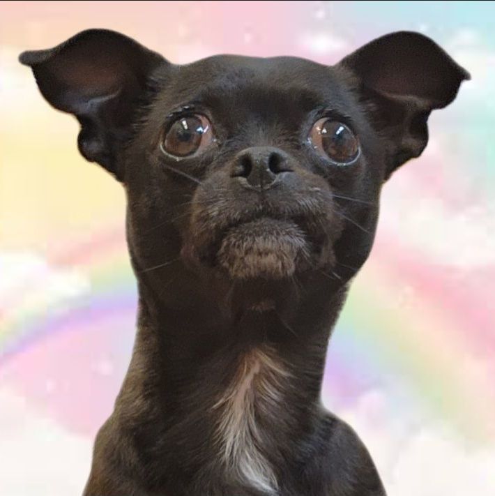 Raven , an adoptable Pug & Chihuahua Mix in Clovis, CA_image-2