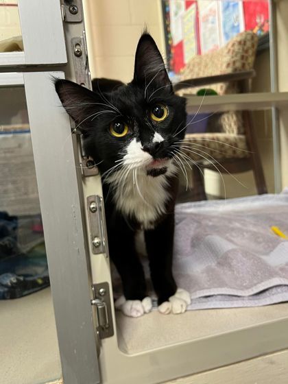 Cat for adoption - Beetlejuice, a Domestic Long Hair & Domestic Short Hair  Mix in Hutchinson, KS | Petfinder