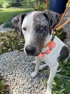 Molly, an adoptable Mixed Breed in Watertown, WI, 53094 | Photo Image 2