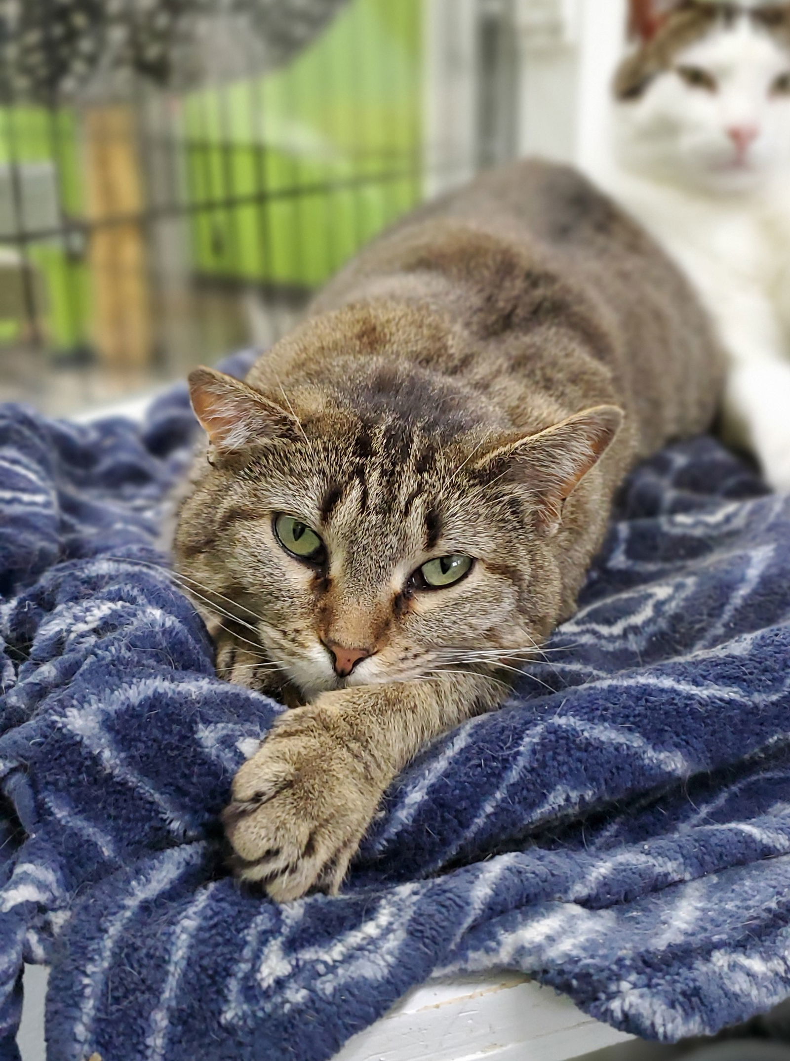 Dora, an adoptable Domestic Short Hair in Estherville, IA, 51334 | Photo Image 1