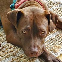 Rose, an adoptable American Staffordshire Terrier, Labrador Retriever in Hillsborough , NC, 27278 | Photo Image 1