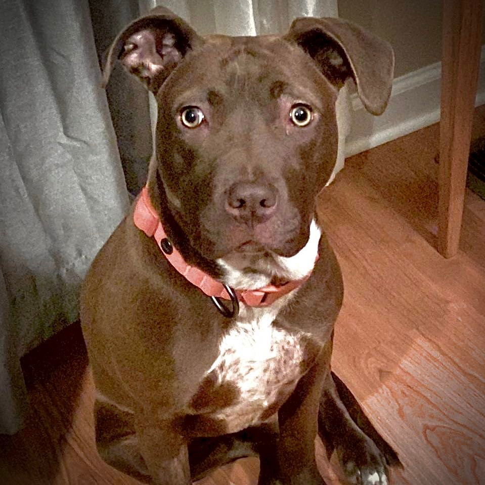 Rose, an adoptable American Staffordshire Terrier, Labrador Retriever in Hillsborough , NC, 27278 | Photo Image 2