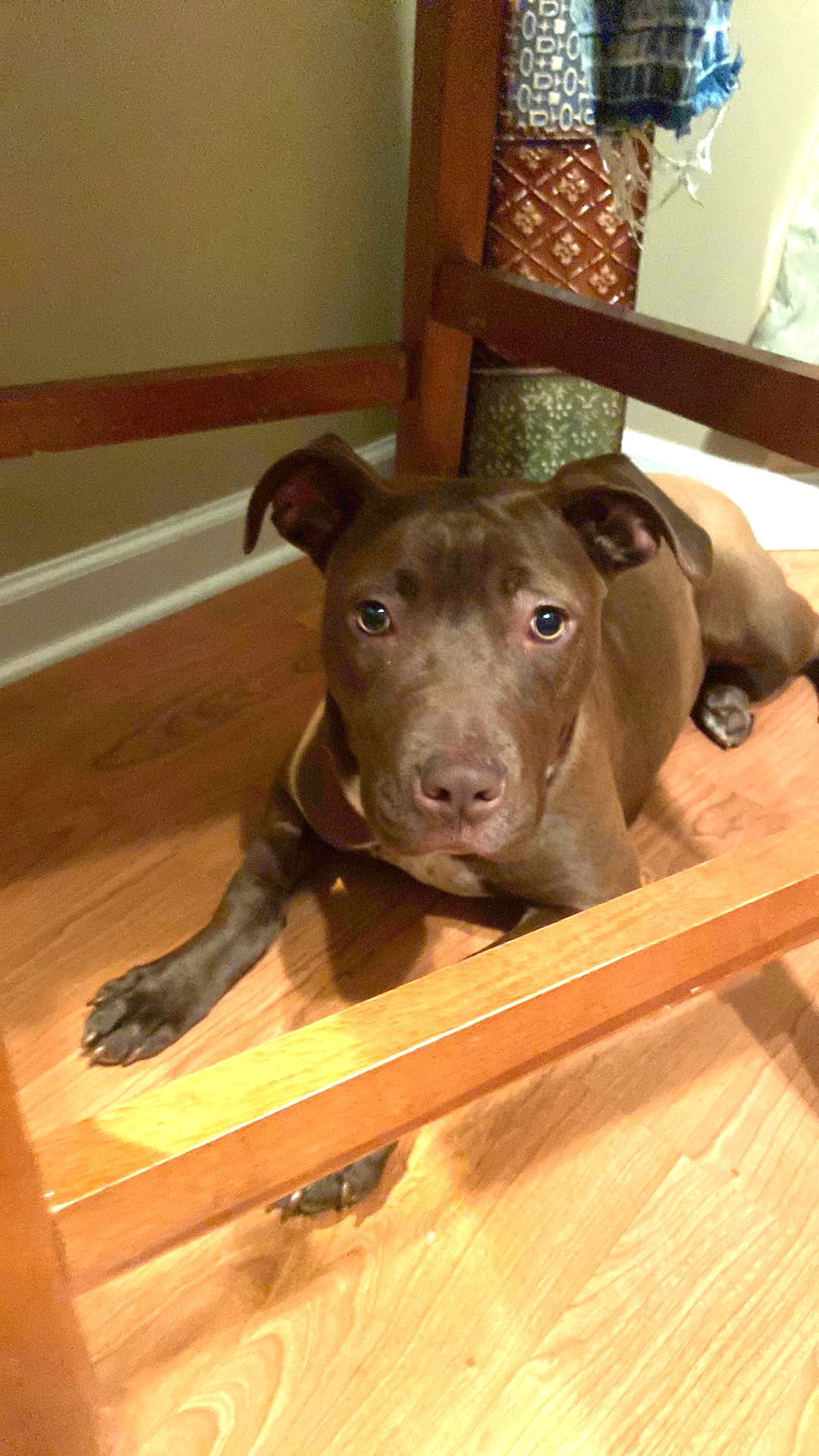 Rose, an adoptable American Staffordshire Terrier, Labrador Retriever in Hillsborough , NC, 27278 | Photo Image 3