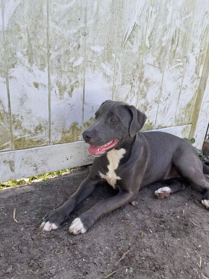 Greyson, an adoptable Labrador Retriever Mix in Saint Augustine, FL_image-1