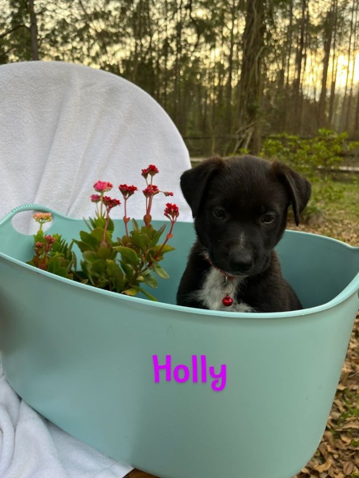 Holly, an adopted German Shepherd Dog & Black Labrador Retriever Mix in Saint Augustine, FL_image-1