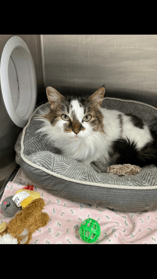 Marley, an adoptable Domestic Long Hair in Allegan, MI, 49010 | Photo Image 1